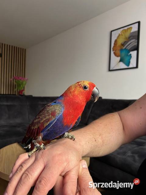 LORA WIELKA samica wykarmiona ręcznie oswojona wielkopolskie Rawicz