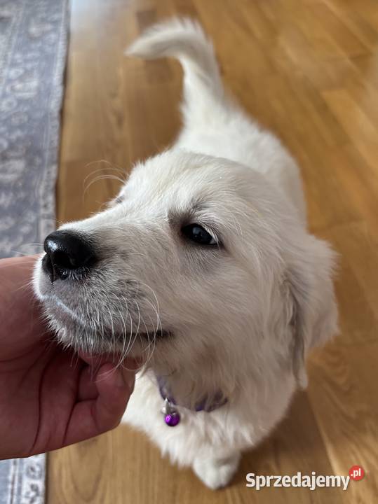 Szczenięta Golden Retriever ZKwP FCI