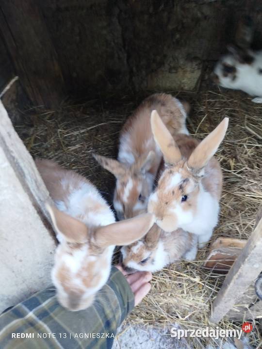 Króliki mieszańce Dylągowa