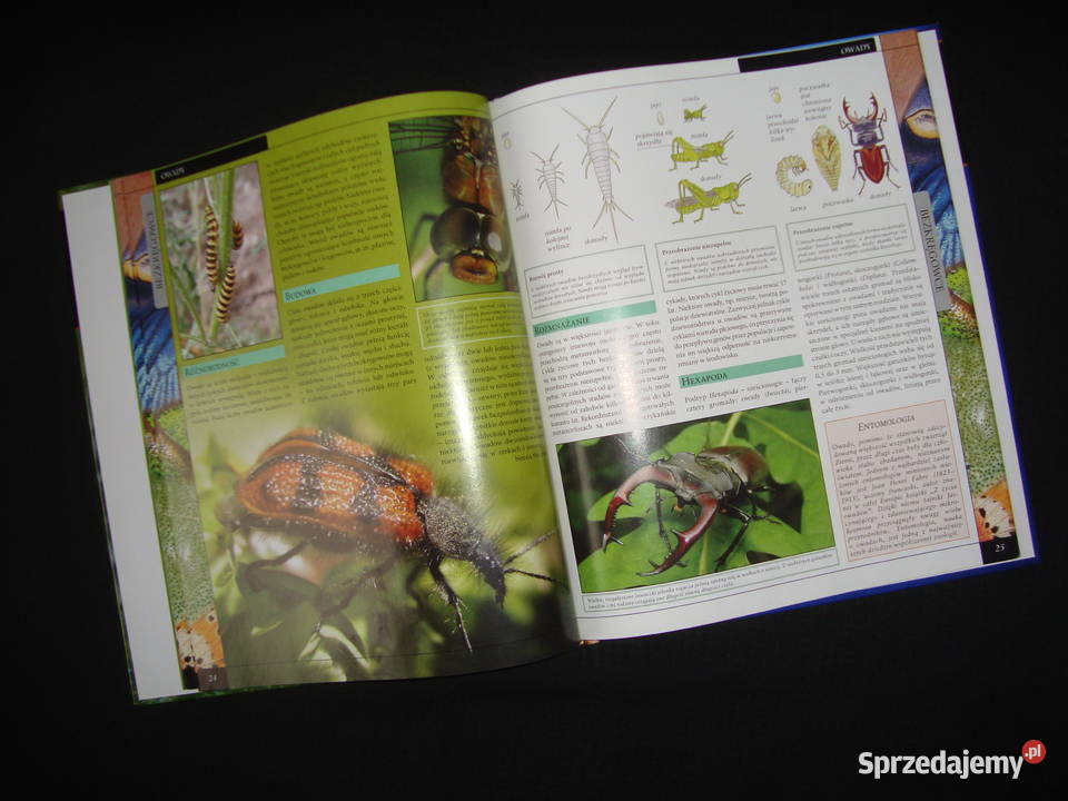 Album Bezkręgowce Stawonogi Owady z fotoopisem Tychy