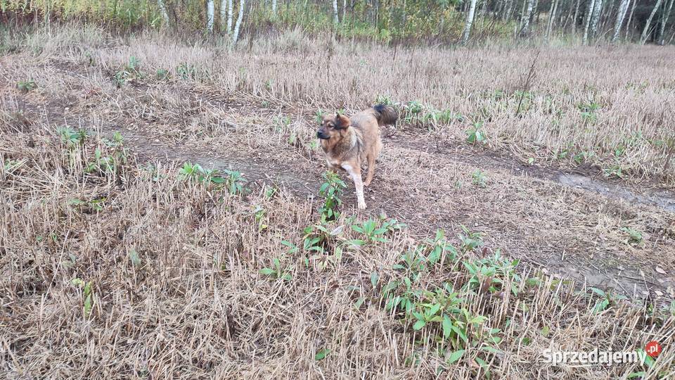 drzewo brzoza na sprzedaż Bojanów
