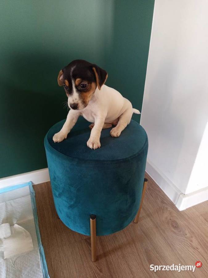 Jack Russell Terrier