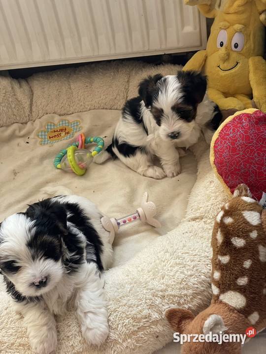 Yorkshire Trrier Biewer piesek York Ostrożnica