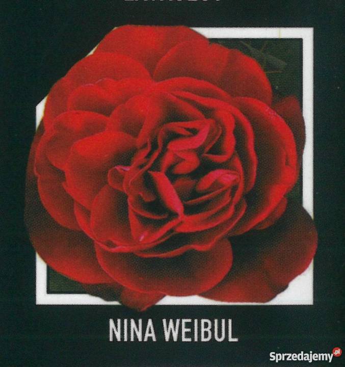 sadzonki róż RÓŻE HURT Radom sprzedam