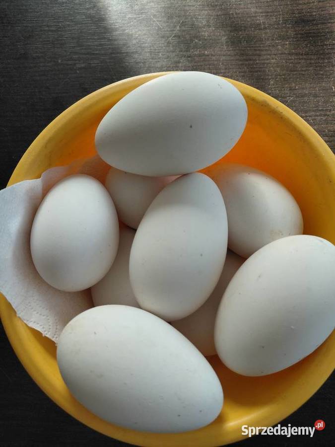 Jaja lęgowe gęsi łódzkie Grodzisk sprzedam