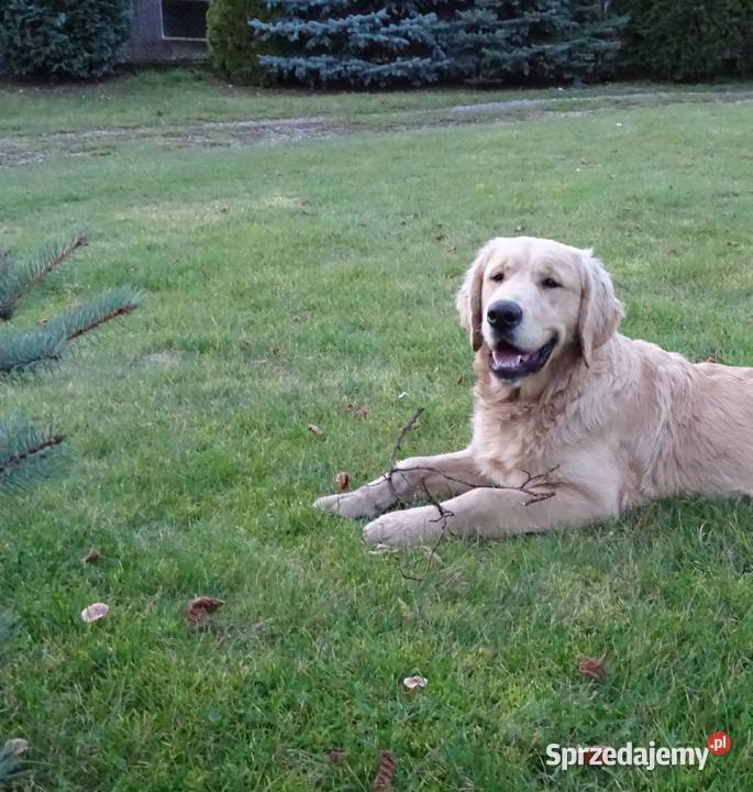 Golden retriever 6 miesięczne Przysucha sprzedam