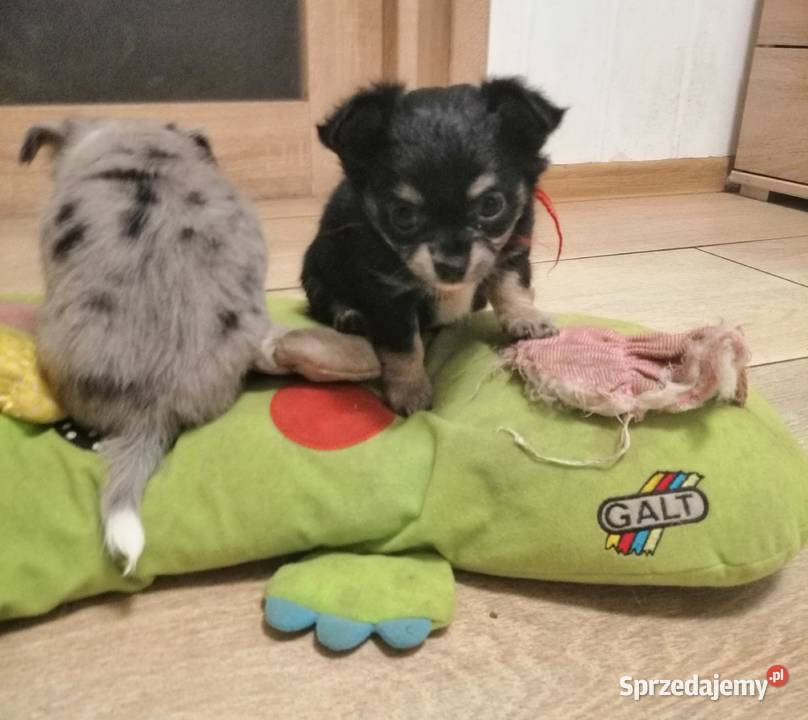 chihuahua mini suczka długowłosa Stalowa Wola