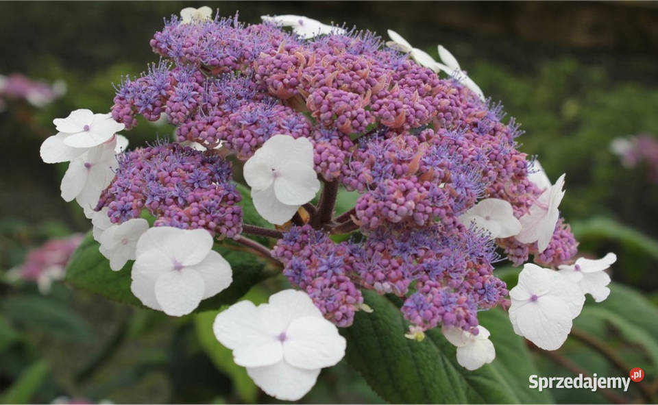 HORTENSJA KOSMATA ASPERA sadzonki w doniczkach