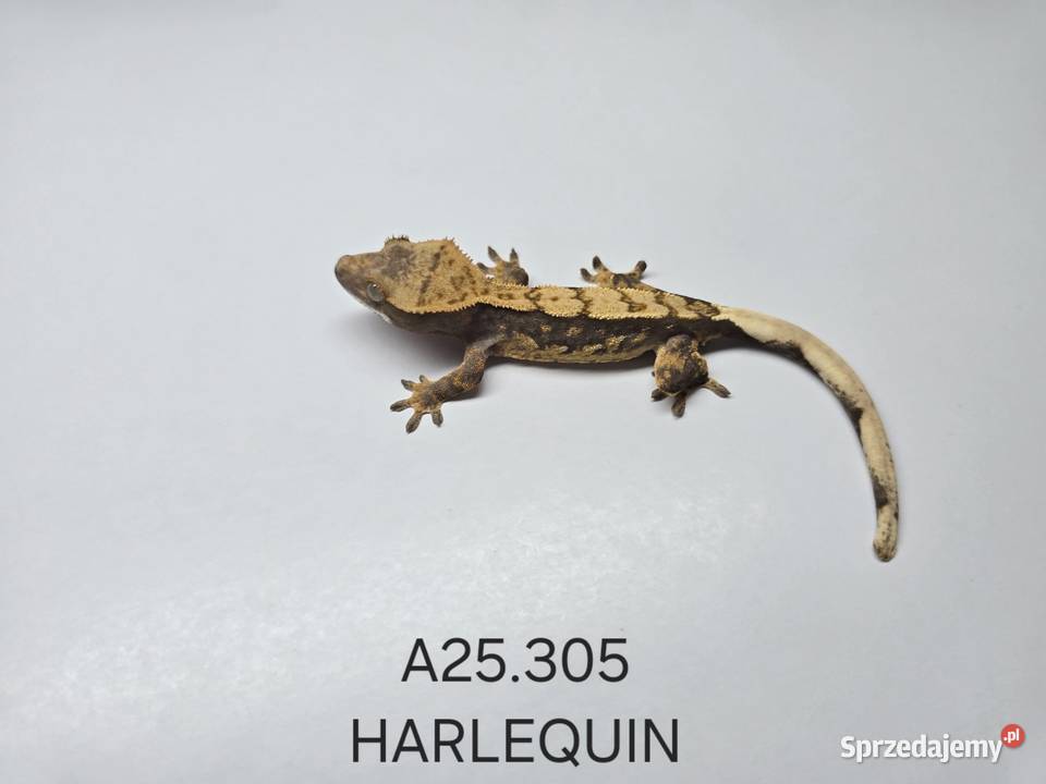 Gekony orzęsione Zawiercie