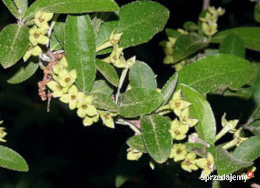 OLIWNIK BALDASZKOWY Eleagnus umbellata NASIONA kujawsko-pomorskie Lubanie