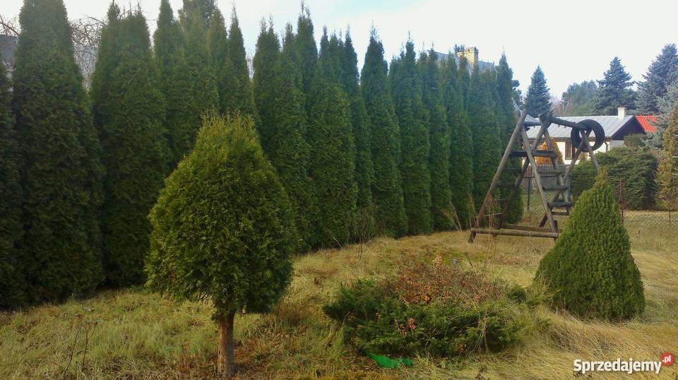 sprzedam działkę ROD 62zł/m2 mazowieckie Szczaki