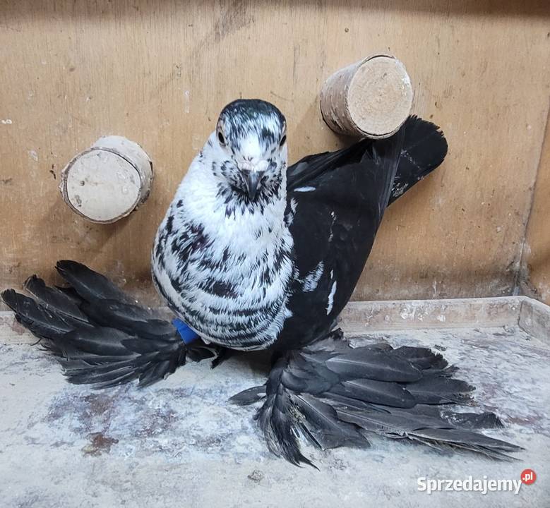 Gołębie Widyny polskie Skierniewice