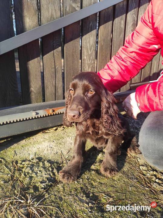 Cocker spaniel czekoladowa suczka Bukowno