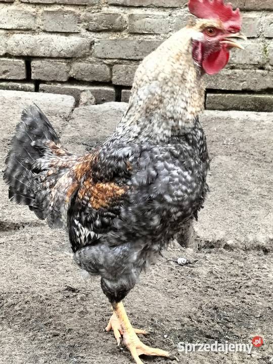 Koguty green shill Nałęczów