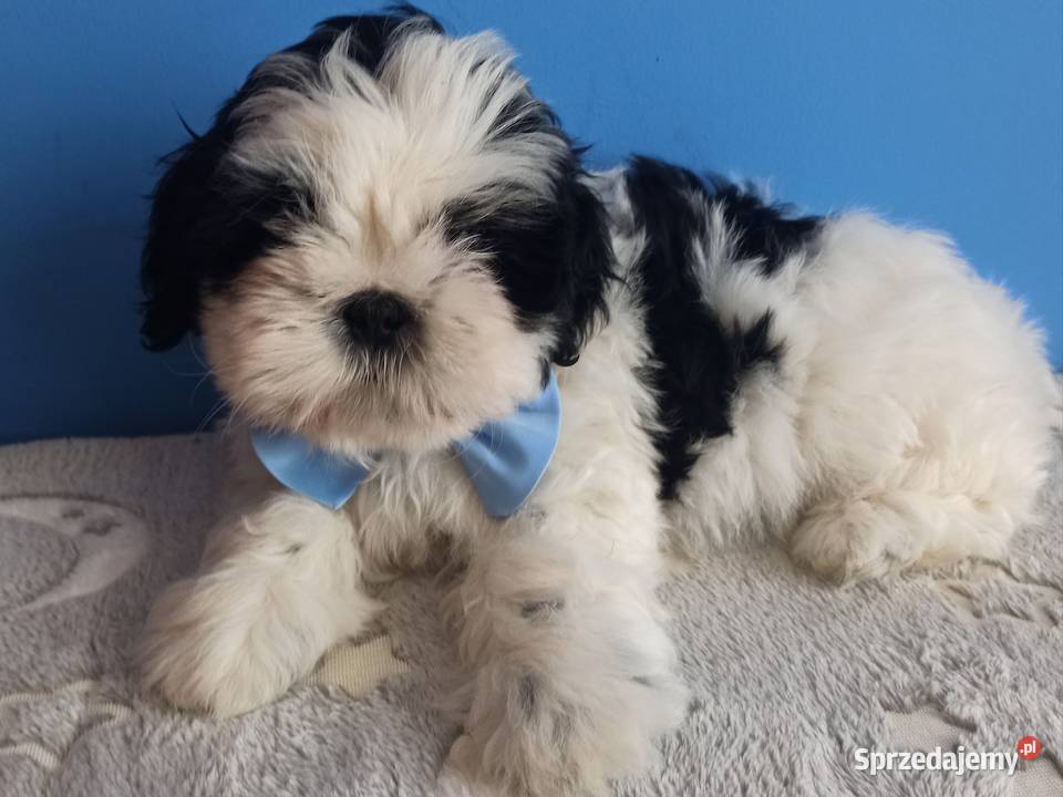 Shih Tzu piesek 4pokoleniowy rodowód ZHPR UCI Zawiercie