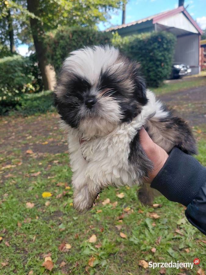Shih tzu szuka nowego domku Krośniewice