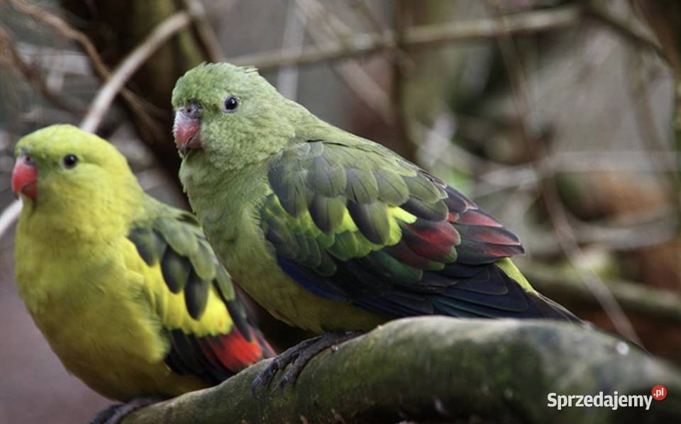 Papugi górskie piękna parka