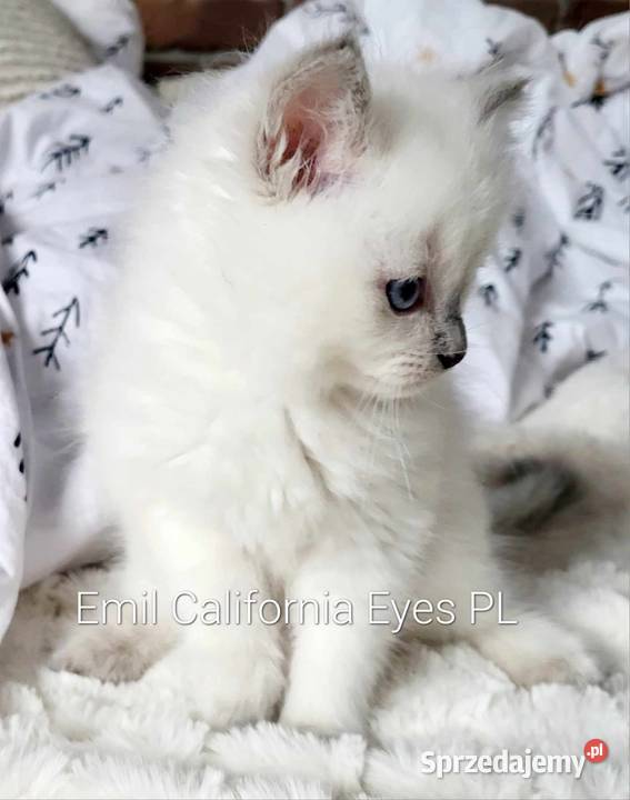 Mięciutki Ragdoll Emil California Eyes Ragdoll sprzedam