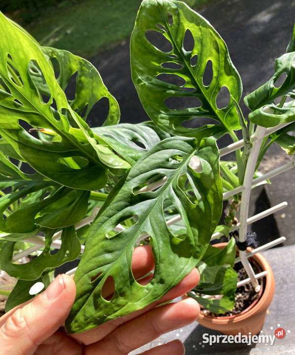 Bujna i zadbana Monstera adansonii Krk Zielone Kraków
