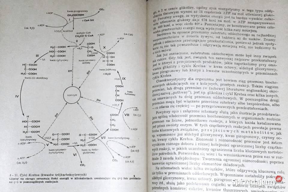 Podstawy biologii bakterii do człowieka W J Pozostałe Chełm