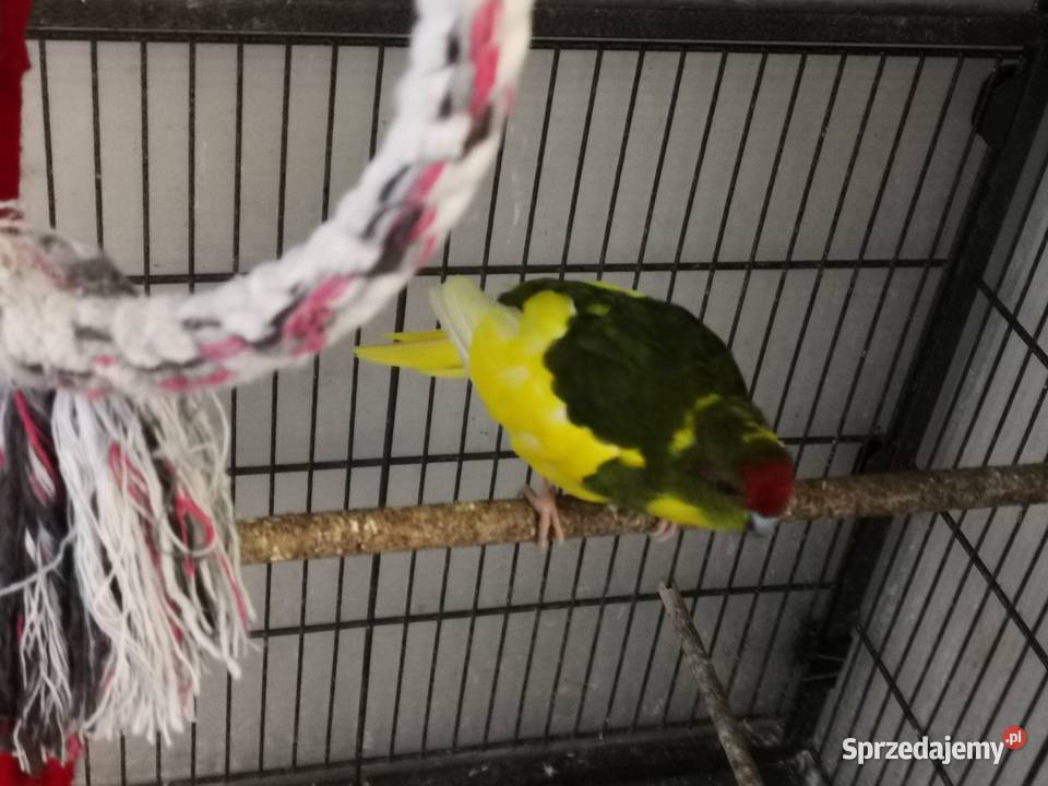 Papugi kozie modrolotki para