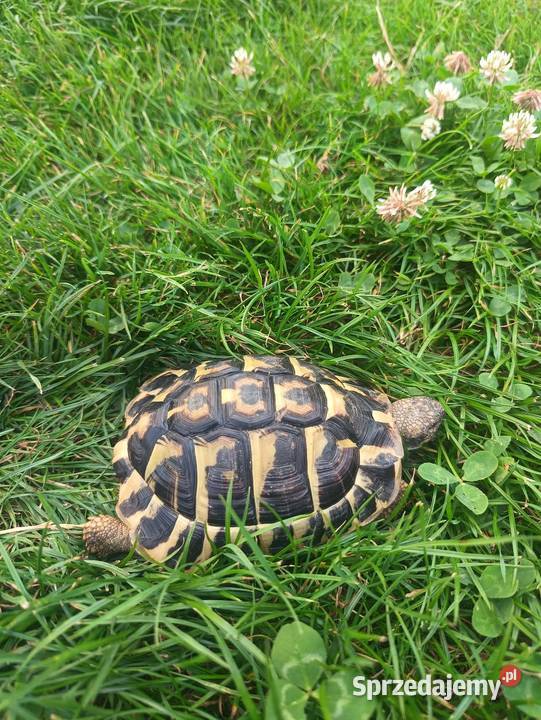 Żółw grecki 3 lata 350zl Kraków Gady i płazy