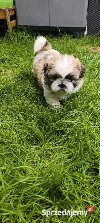 ŚLICZNE szczeniaki Shihtzu Shih Tzu dolnośląskie Jawor
