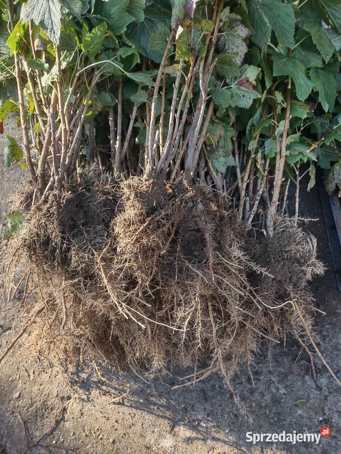 Sadzonki czarnej porzeczki mazowieckie