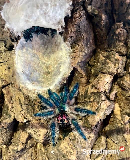 Typhochlaena seladonia L1 Kraków