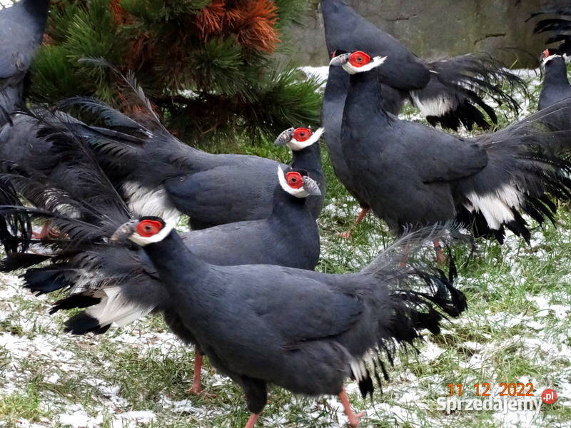 Sprzedam Bażanty Uszaki Siwe z 2022r Bażant Gostyń