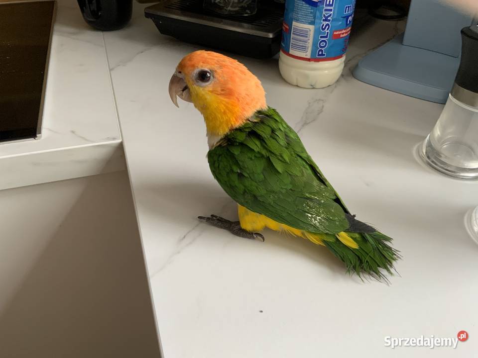 Barwinka białobrzucha oswojona samiec Ptaki Mysłowice