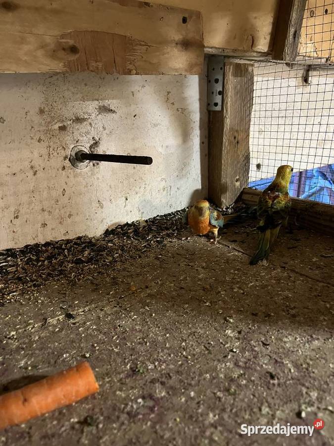 Papugi swiergotki Wieruszów