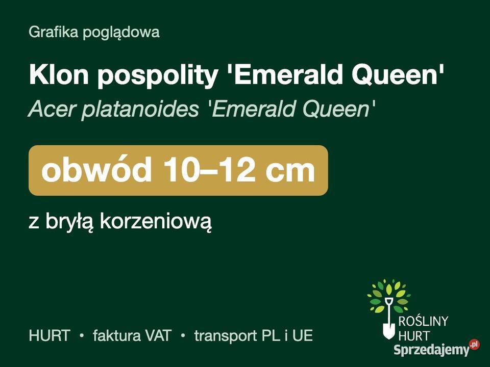 Klon pospolity Emerald Queen obwód 1012 z bryłą