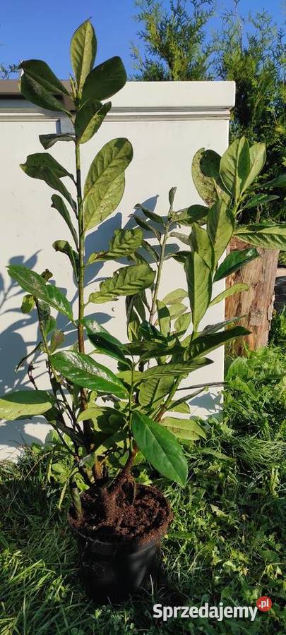 Laurowiśnia 80 Różne odmiany Warszawa