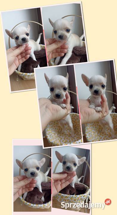 Mini Suczka kremowo biała chihuahua krótkowłosa łódzkie