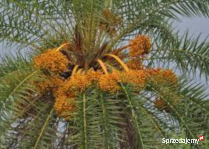 PALMA DAKTYLOWA SREBRNA Phoenix sylvestris Nasiona