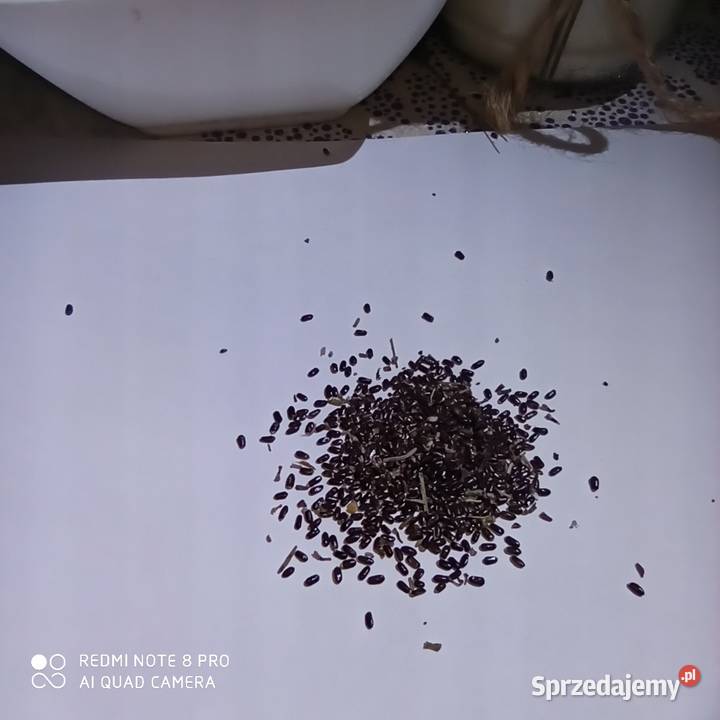 Nasiona lawendy lekarskiej lawendula