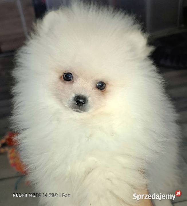 Szpic miniaturowy Przepiękne misie Szpic miniaturowy mazowieckie