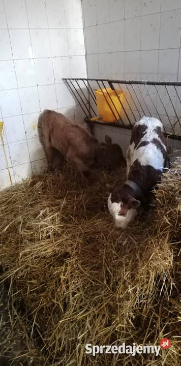 Byczki i cieliczka Hłudno