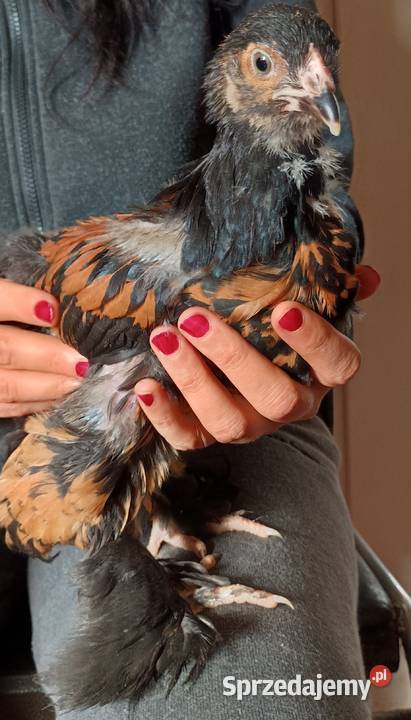 Na sprzedaż młodzież Brahma Olbrzymia Nowe Miasto Lubawskie sprzedam