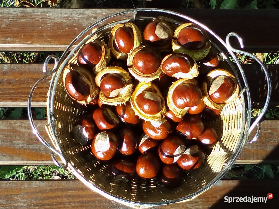 kasztany figurki nalewki ozdoby Figurki i rzeźby kujawsko-pomorskie Bartniczka