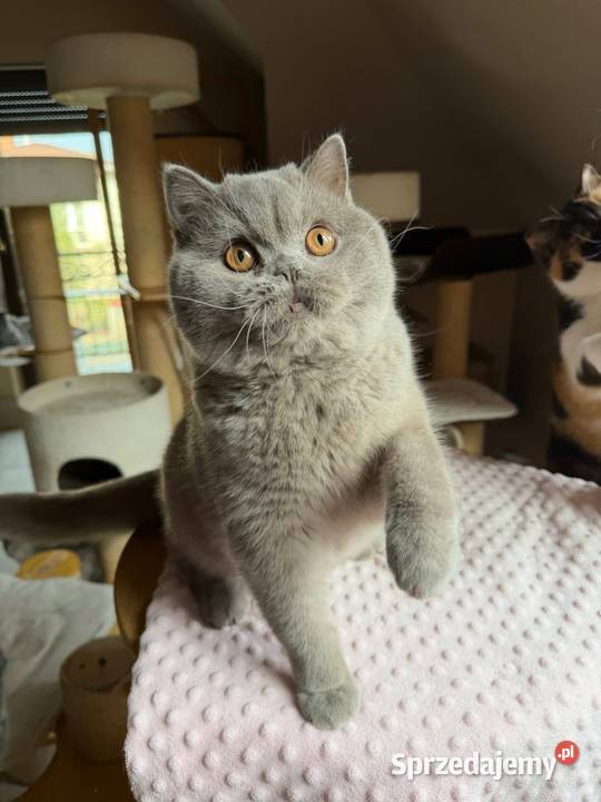 Cudowny liliowy kocurek z legalnej hodowli Perła śląskie Dąbrowa Górnicza sprzedam