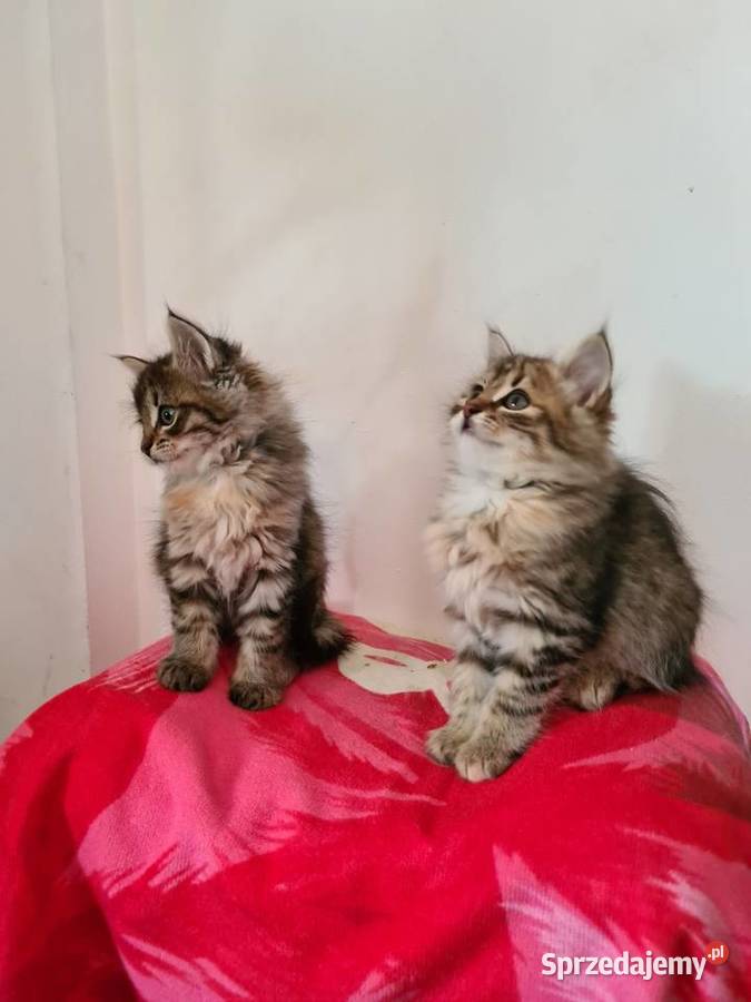Maine Coon Drygulec