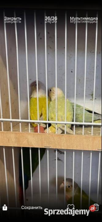 Rudosterki Pawłowice