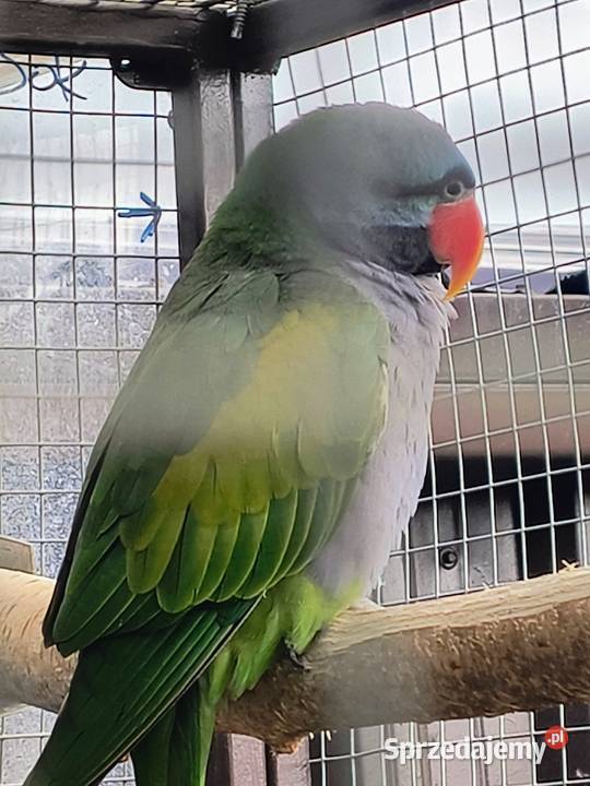 Alexandrety chiński para lęgowa wielkopolskie Krzemieniewo