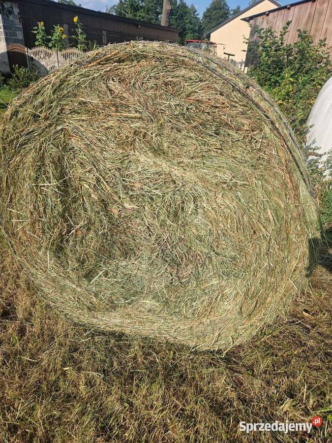 Sprzedam ok 200bel siana Trawy, słoma Wrąbczynkowskie Holendry