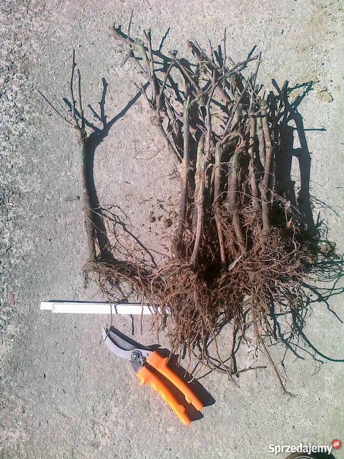 Sadzonki winorośli winogrona deserowe na wino z podkarpackie