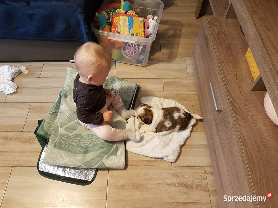 Shih tzu 3 suczki 1 pies świętokrzyskie Busko-Zdrój