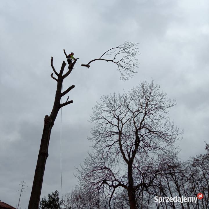 Wycinka drzew metodą alpinistyczną Karczowanie i usuwanie drzew Radom