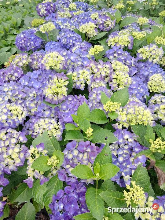 Hortensja ogrodowa hydrangea macrophylla Knurów sprzedam
